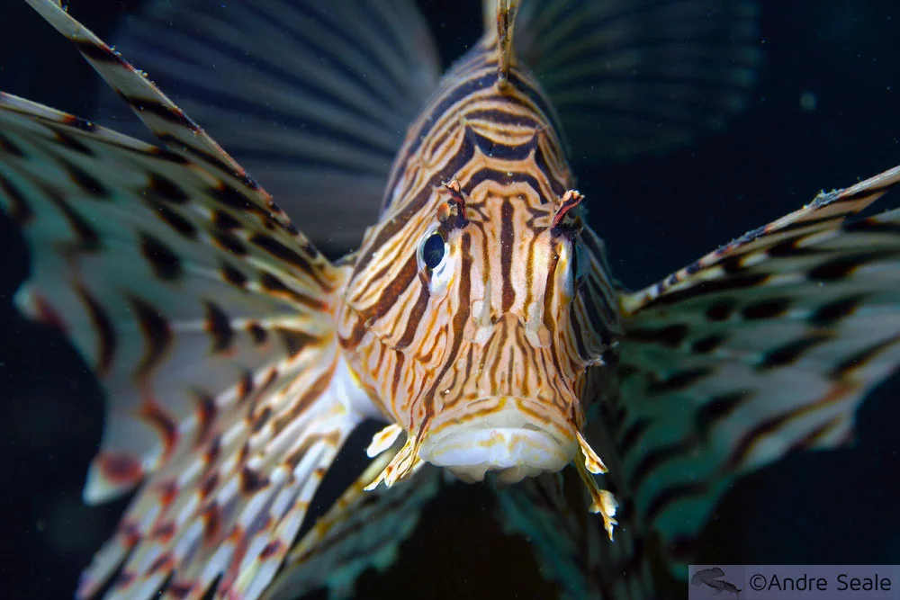Mergulho na Ilha de Jeju - peixe-leão