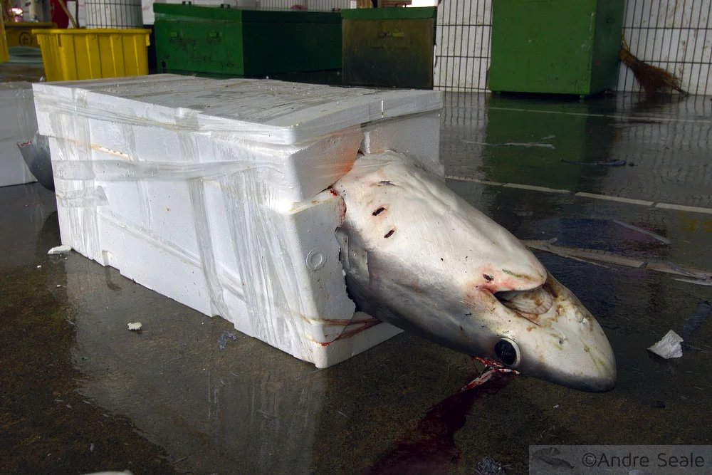 Tubarão encaixotado para venda