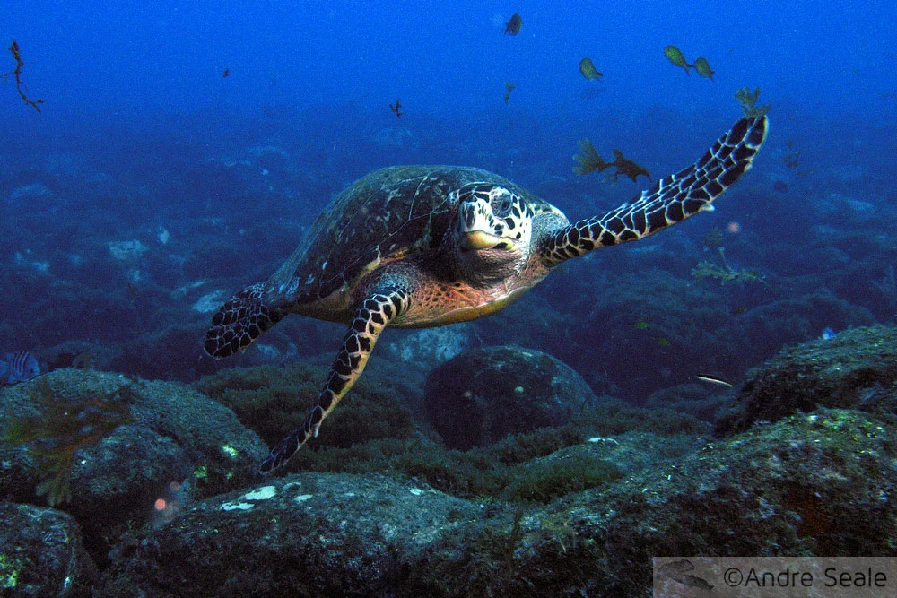 Mallices de viagem - tartaruga marinha - frustrações