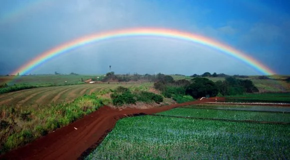 Romance no Hawai’i?