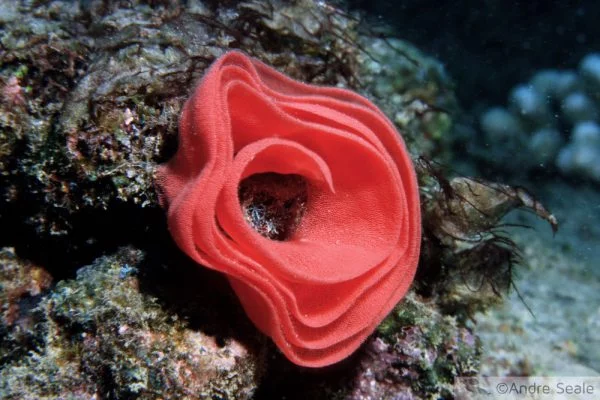 Ovos de nudibrânquio dançarino espanhol