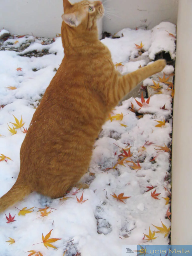 Gato na neve