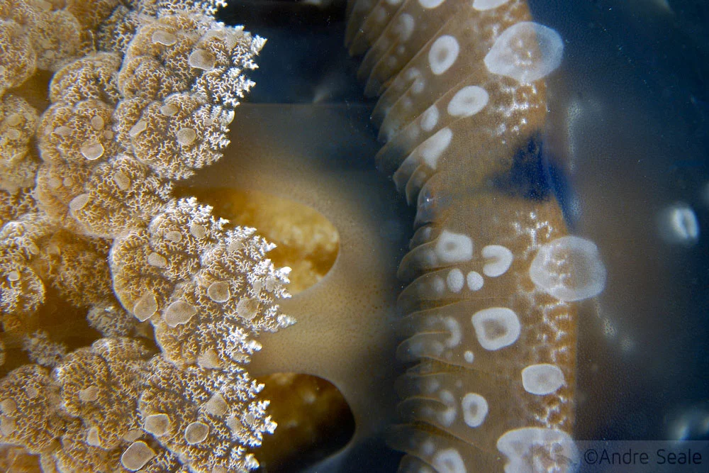Lucy in the lake with jellyfishes