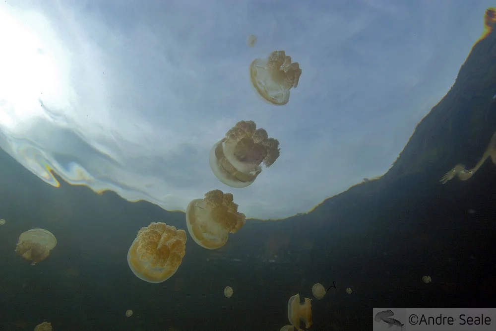 Jellyfishes - Águas-Vivas - Palau