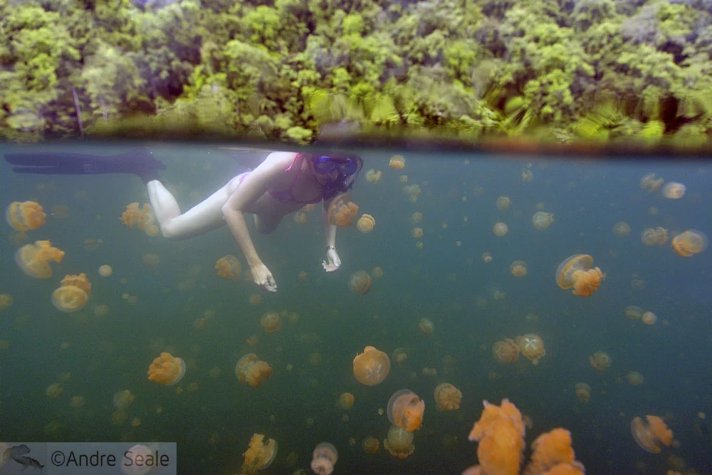 Lucy in the lake with jellyfishes - Palau