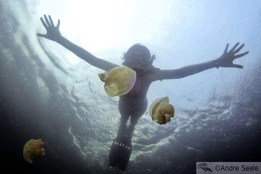 Lucy in the lake with jellyfishes - Lago das Águas-Vivas - Palau