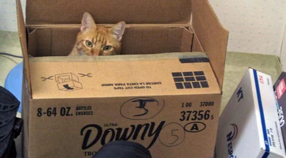 Janeiro em poucos parágrafos