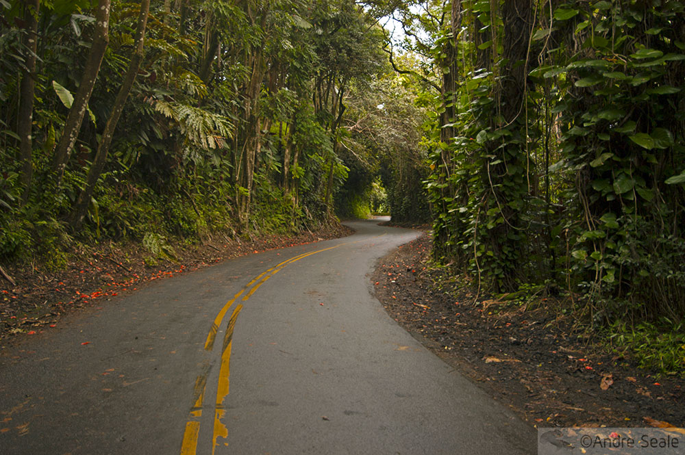 Estrada cênica - Hilo - Big Island