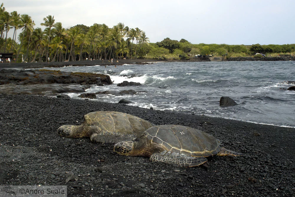 De Kona a Hilo - Black Sand Beach ou Punaluu - Big Island - Havaí