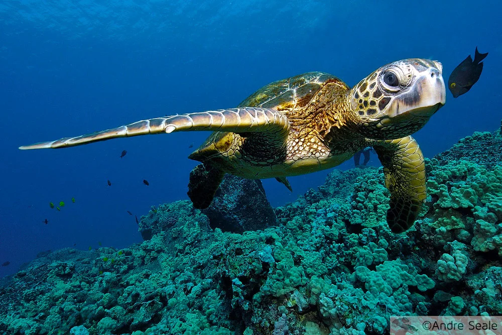Mergulho em Kona - Big Island - Fauna marinha - tartaruga verde