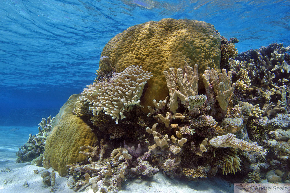 Recife de coral - atol de Namu - Ilhas Marshall