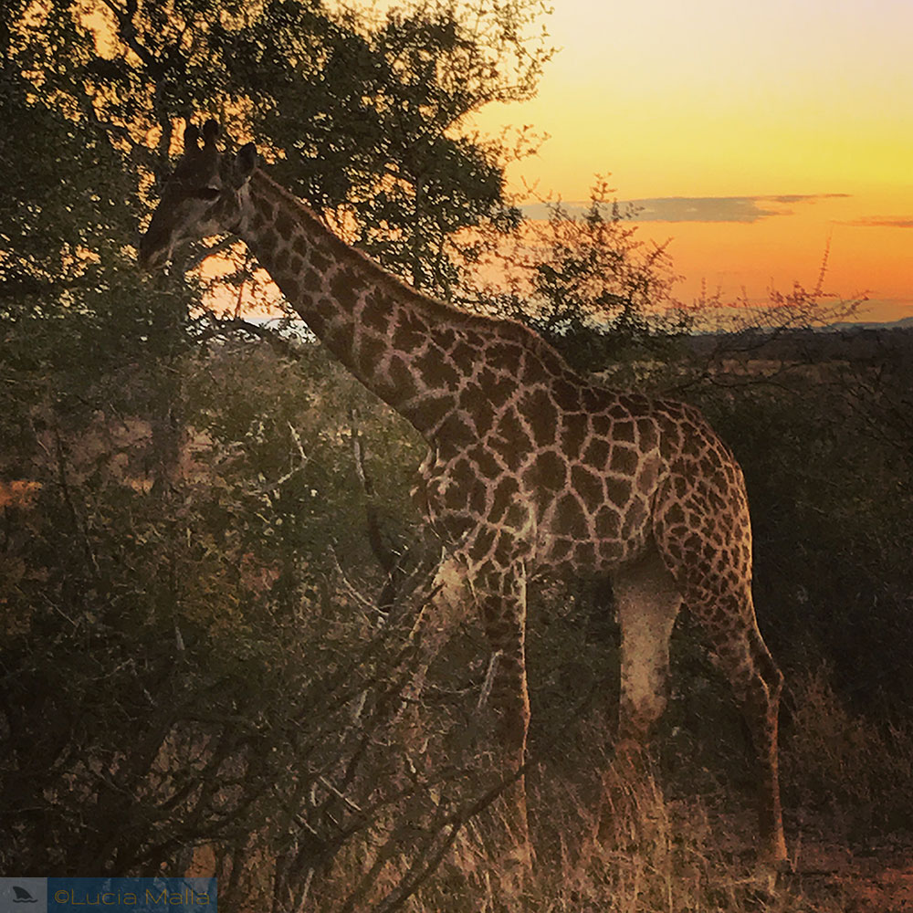 Coração de girafa - África do Sul - por do sol