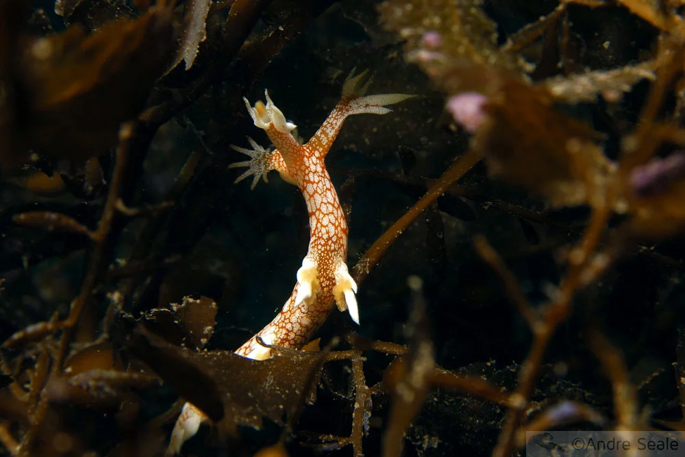 Nudibrânquios - Bornella stellifer