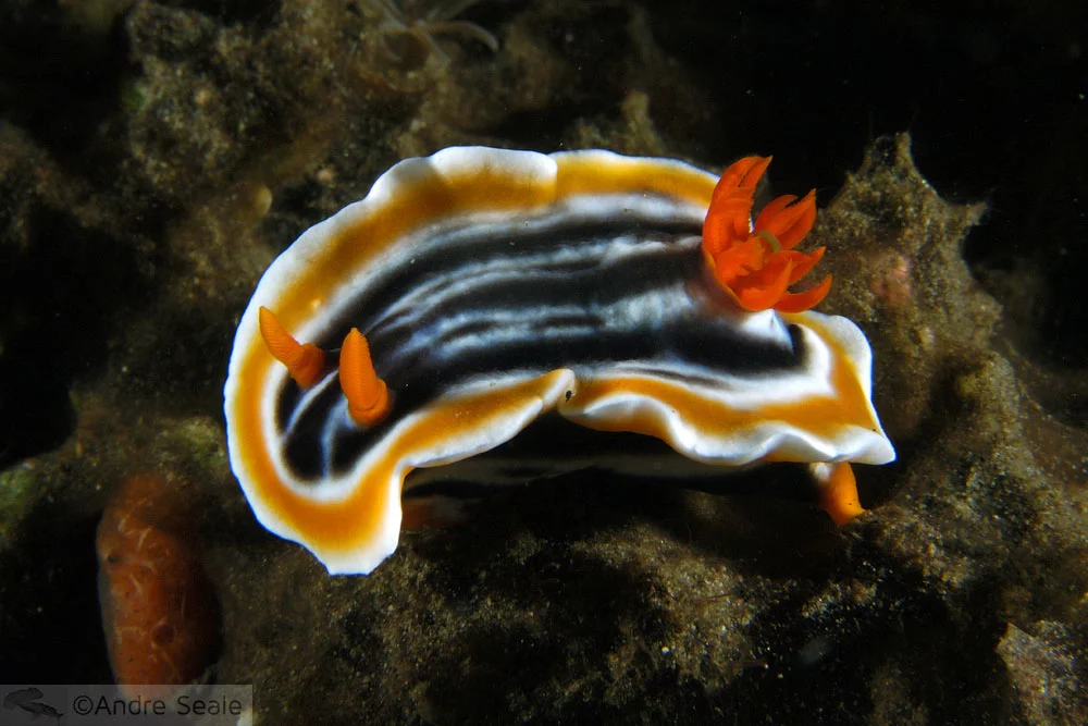 Nudibrânquio - Chromodoris magnifica