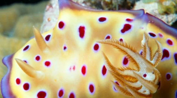 Coloridos nudibrânquios