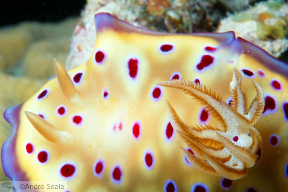 Lesma-do-mar - Chromodoris kuniei