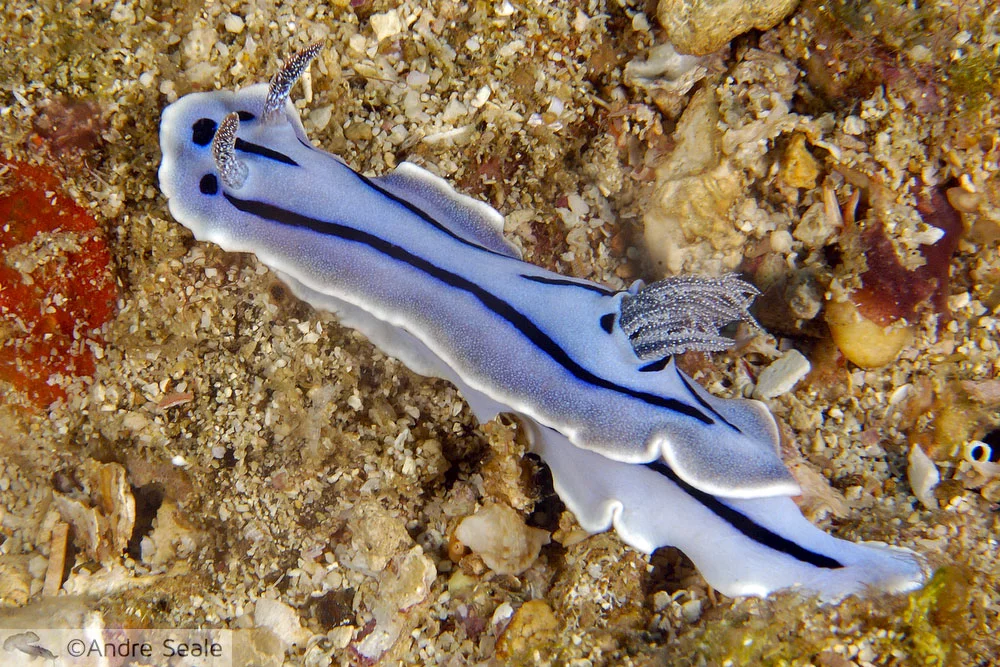 Nudibrânquio - Chromodoris willani
