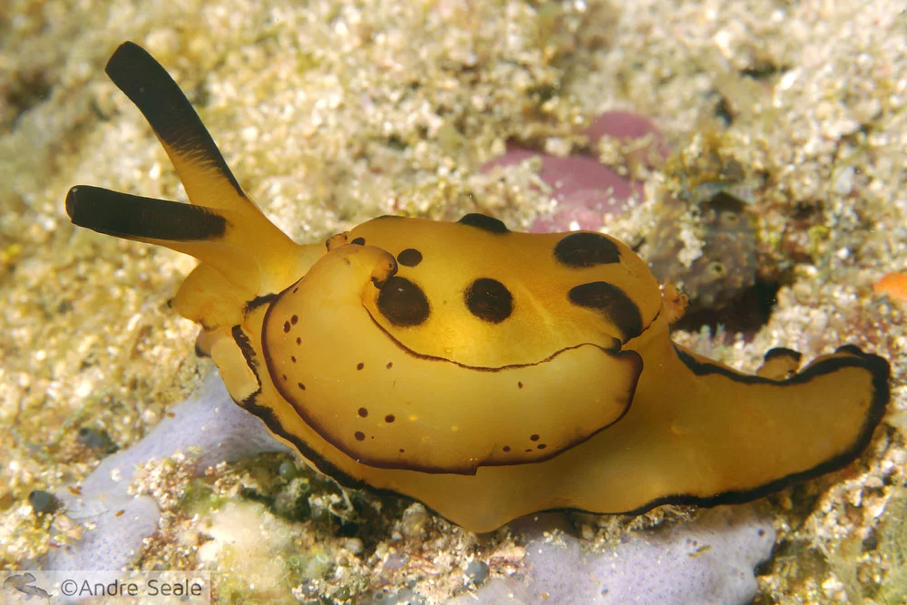 Berthelle martensi