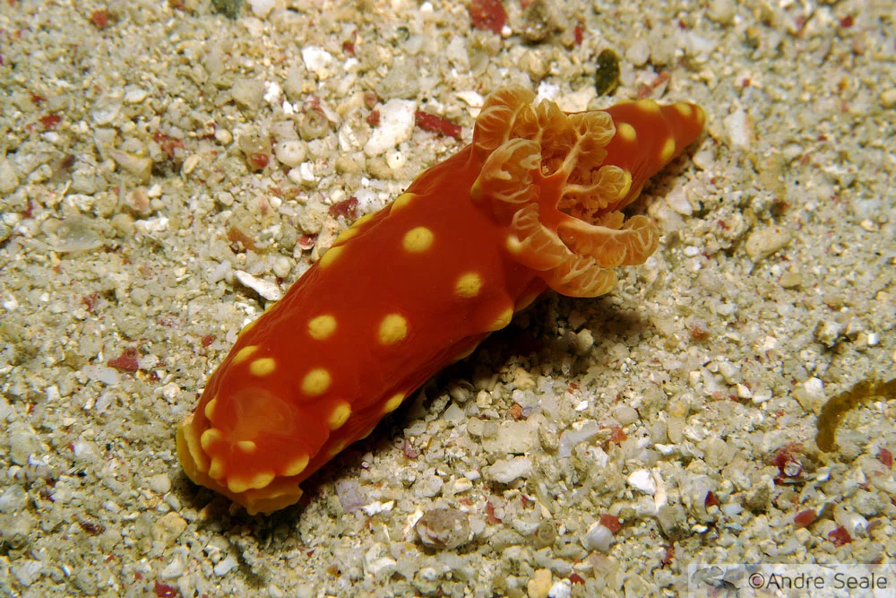 Nudibrânquio - Gymnodoris aurita