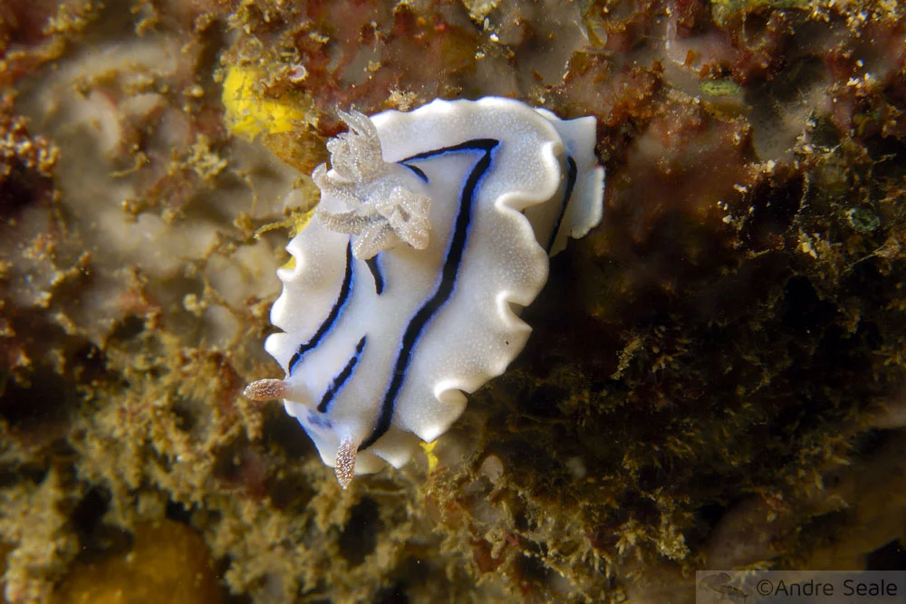 Chromodoris willani