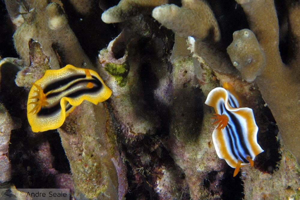 Nudibrânquios coloridos