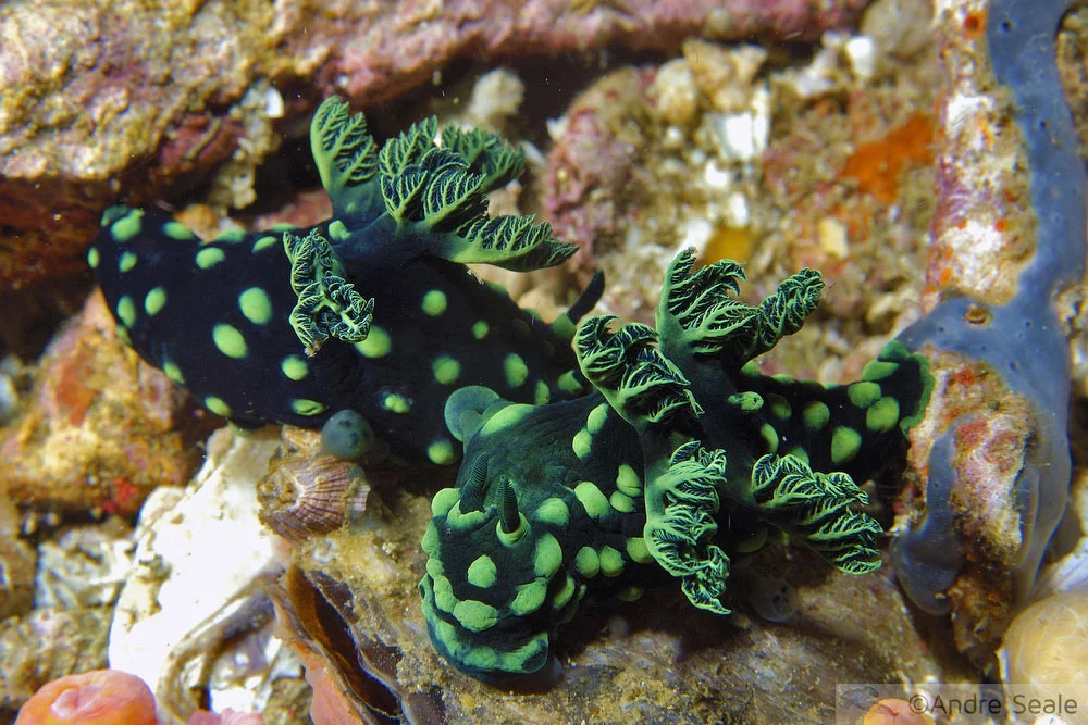 Coloridos nudibrânquios - Nembrota cristata