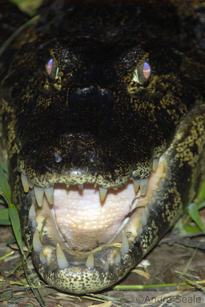 Jacaré do Pantanal