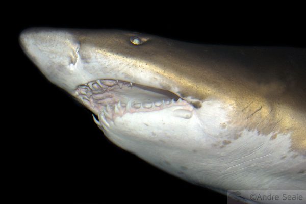 Tubarão e seus dentes