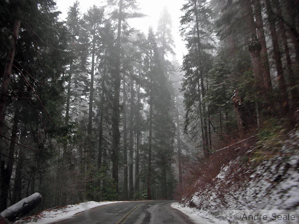 Estrada das Sequóias no inverno