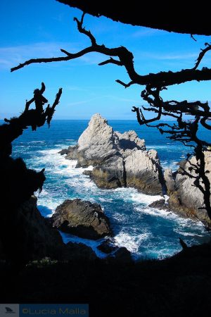 Point Lobos