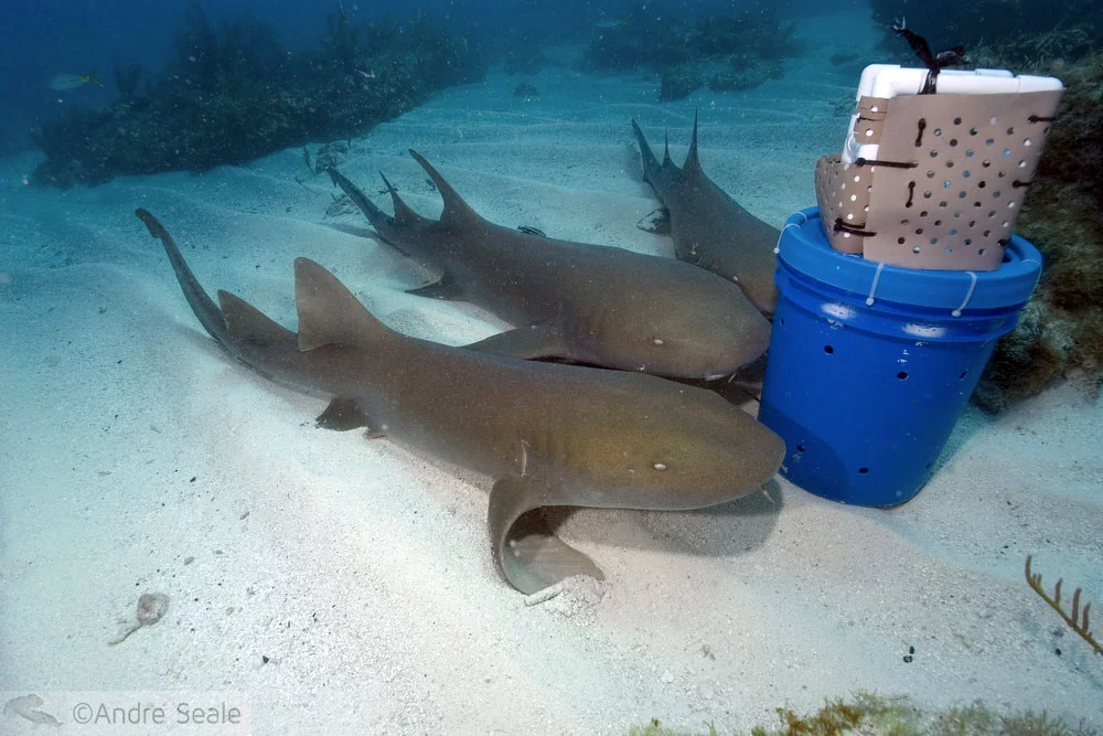 We love sharks - nurse sharks
