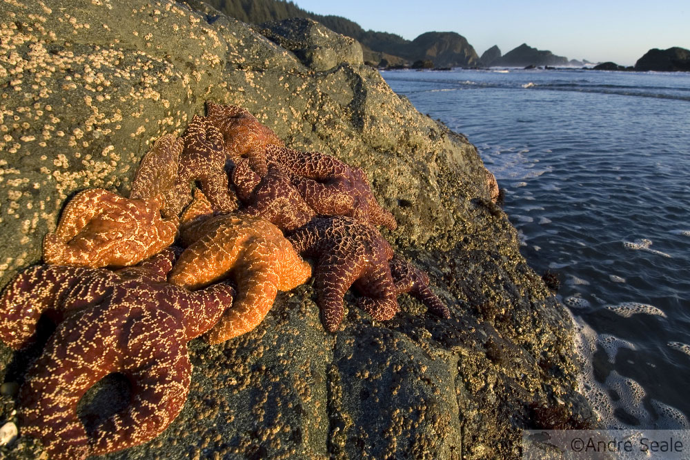 Piscinas de maré da costa do Oregon - estrelas-do-mar