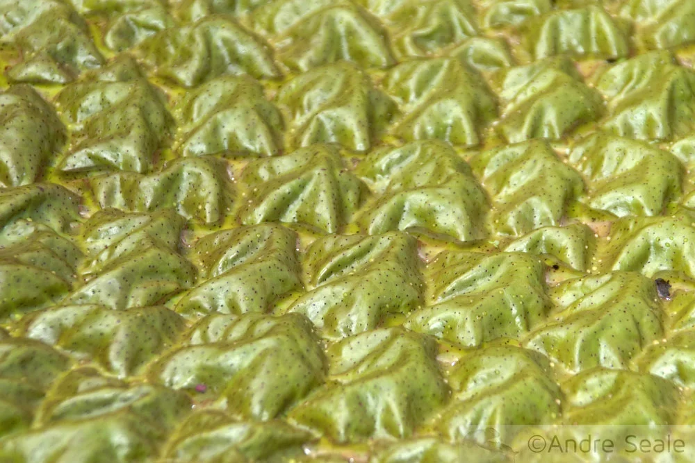 Em Mamirauá na pousada Uacari - textura da folha de vitória-régia