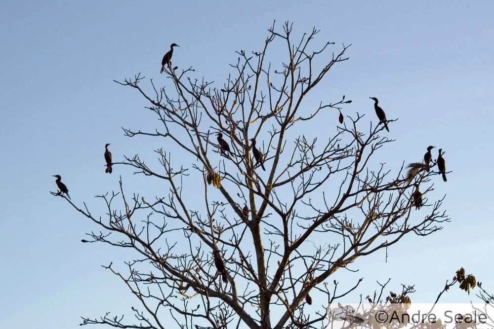Árvire com pássaros da Amazônia