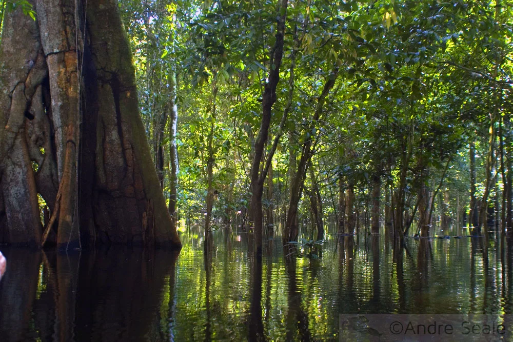 Amazônia inundada - a floresta