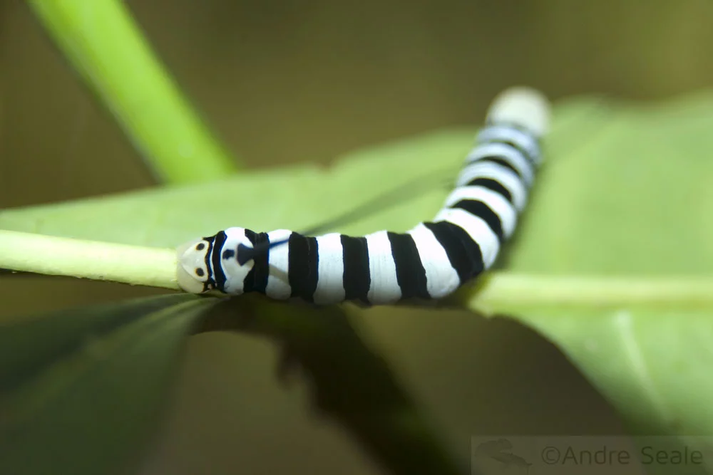 Lagarta listrada