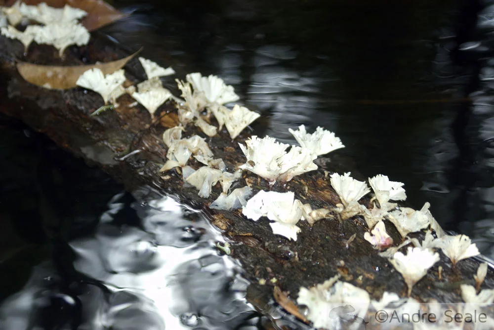 Em Mamirauá - cogumelos da Amazônia
