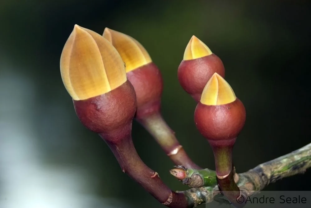 Em Mamirauá - flor da preguiça
