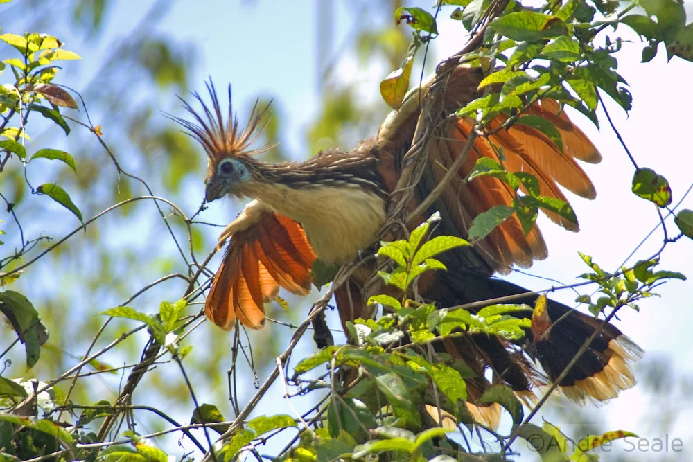 Em Mamirauá - ave cigana - animal de estimação da pousda Uacari