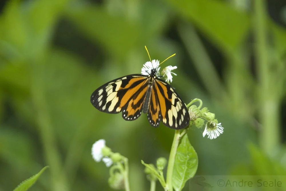 Borboleta da Amazônia