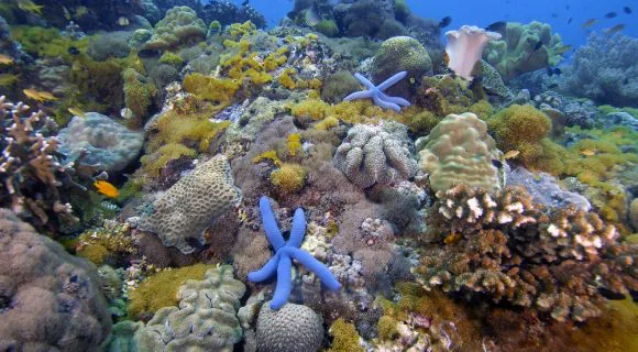 Consenso sobre os recifes de corais do mundo