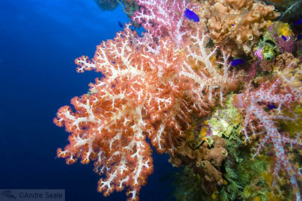 Naufragios do Truk Lagoon - corais coloridos