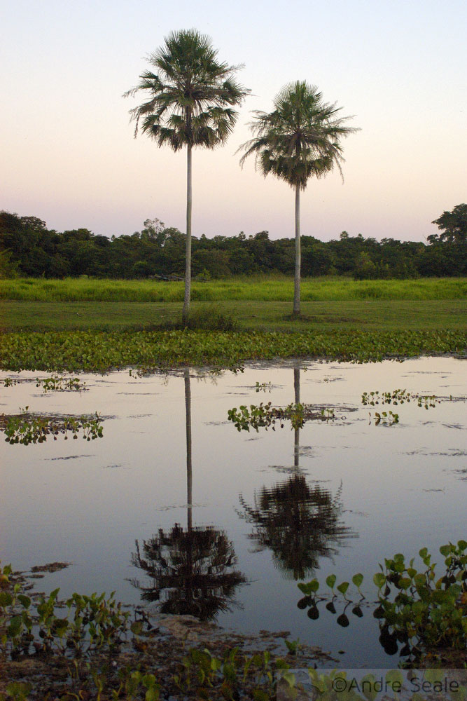Cena típica do Pantanal Matogrossense na estação chuvosa - wetlands ou zonas alagadas - Brasil