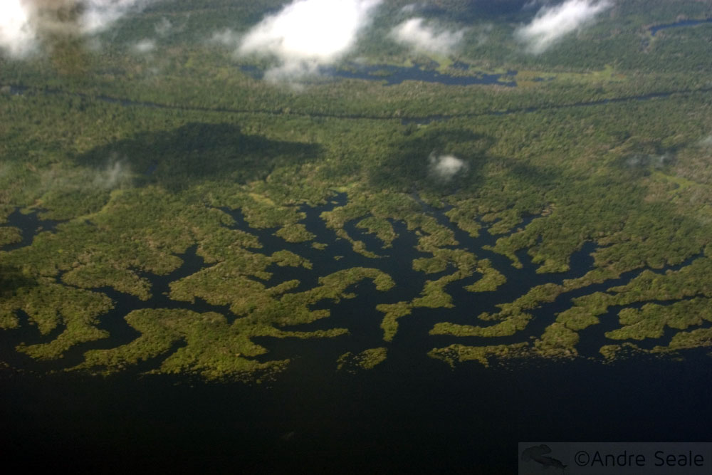 Vista aérea da floresta Amazônica - Amazonas - Brasil