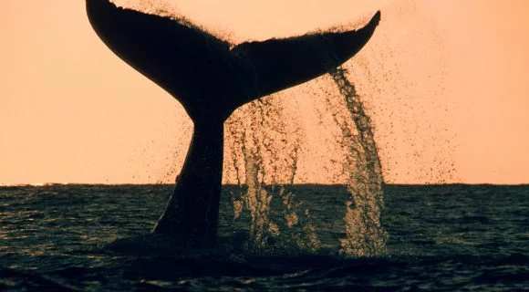 Meme científico: minha bioinfância