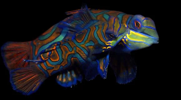 Sexta Sub: Um casal de peixes-mandarim