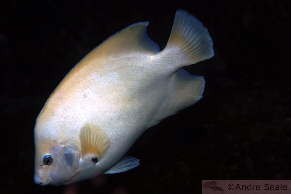 Peixe-anjo morfotipo branco do Arquipélago de São Pedro e São Paulo.