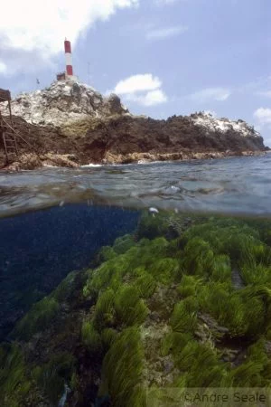 Arquipélago de São Pedro e São Paulo - alga caulerpa