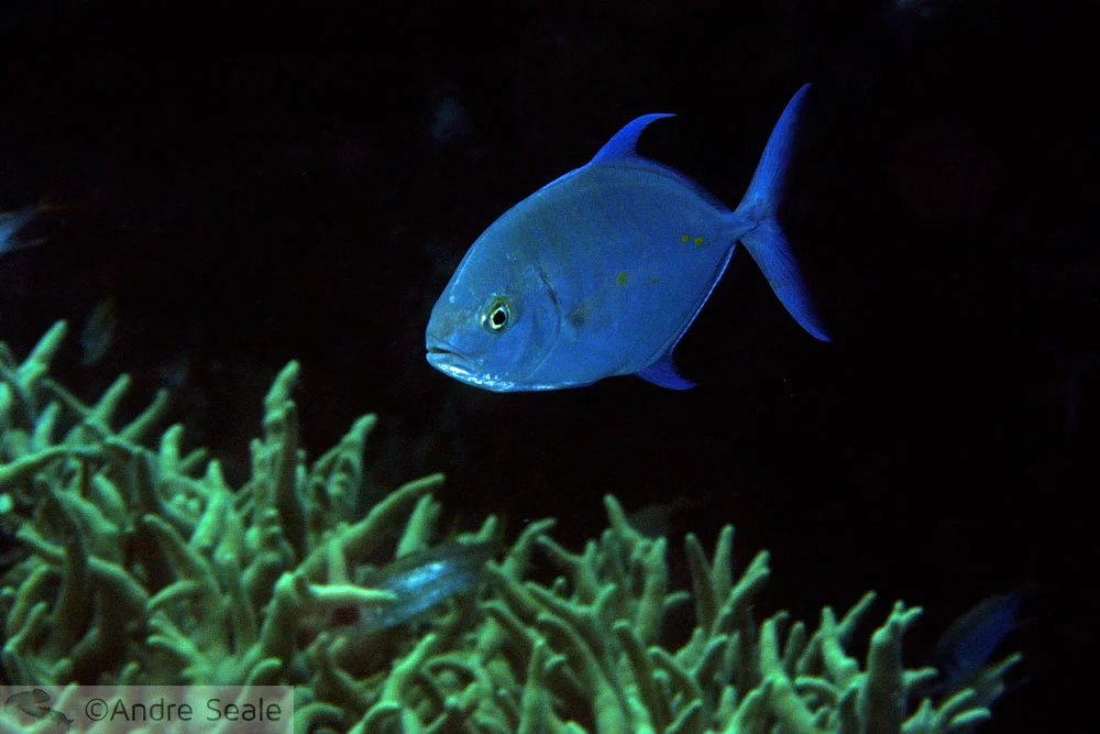 Tristeza Animal - xaréu