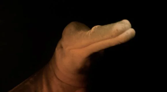 O boto rosa de Novo Airão